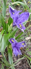 Iris planifolia