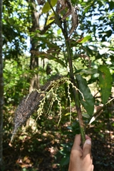 Desmoncus orthacanthos