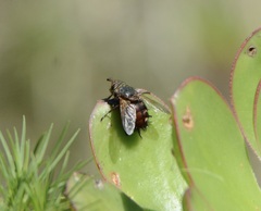 Tachina canariensis