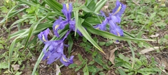Iris planifolia
