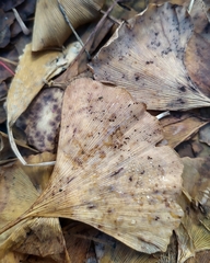 Bartheletia paradoxa