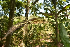 Desmoncus orthacanthos