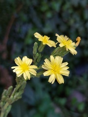 Lactuca serriola