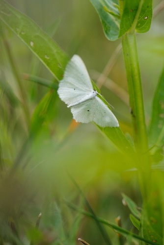 Lesser Cream Wave, Groesbeek, Nederland, photo 10 of 10