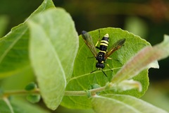 Tenthredo marginella