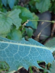 Lactuca serriola