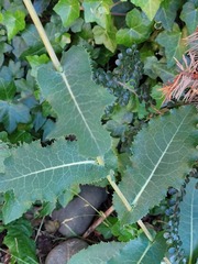 Lactuca serriola