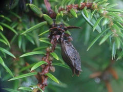 Oligotrophus juniperinus