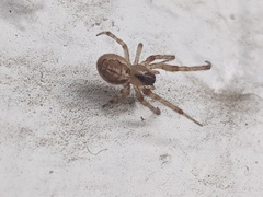Zygiella x-notata