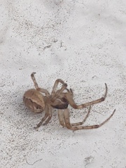 Zygiella x-notata