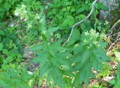 Campanula lactiflora