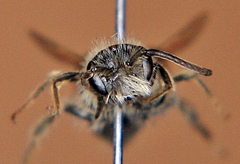 Andrena nasonii