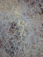 Caroxylon imbricatum