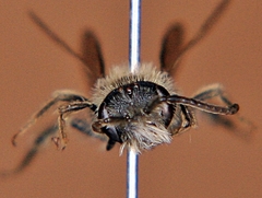 Andrena nasonii