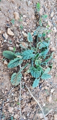 Salvia verbenaca