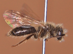 Andrena nasonii