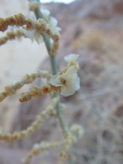 Caroxylon imbricatum