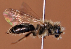 Andrena nasonii