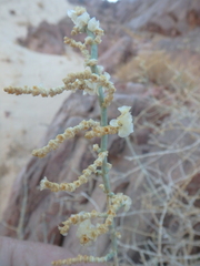 Caroxylon imbricatum