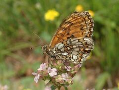 Melitaea deione