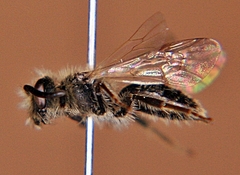 Andrena nasonii