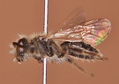 Andrena nasonii