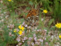 Melitaea deione