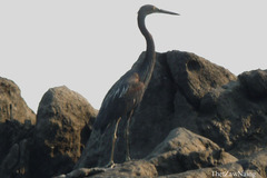 Ardea sumatrana