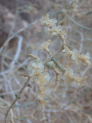 Caroxylon imbricatum