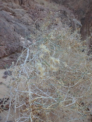 Caroxylon imbricatum