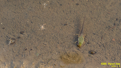 Hyla suweonensis