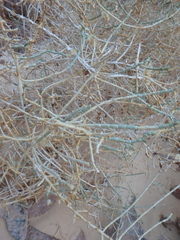 Caroxylon imbricatum