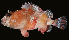 Sculpin Scorpionfish photo 1