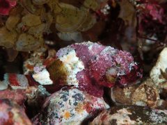 Sculpin Scorpionfish photo 2