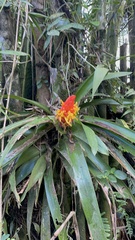 Guzmania berteroniana