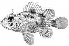 Sculpin Scorpionfish photo 3
