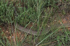 Dolichophis caspius