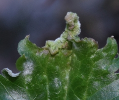 Aceria vitalbae