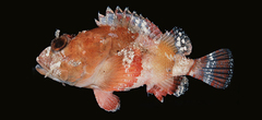 Sculpin Scorpionfish photo 4