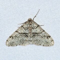 Phigalia strigataria