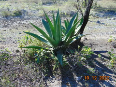 Agave salmiana