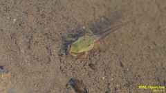 Hyla suweonensis