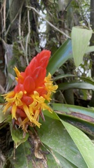 Guzmania berteroniana