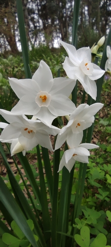 Narcissus papyraceus