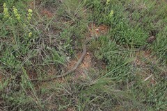 Dolichophis caspius