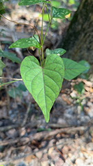 Ipomoea pandurata