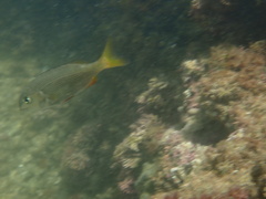 Sparodon durbanensis