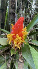 Guzmania berteroniana