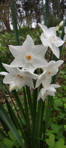 Narcissus papyraceus