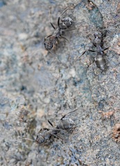 Iberoformica subrufa